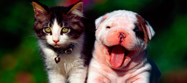 Como cuidar do seu pet com a ajuda de um bom aspirador