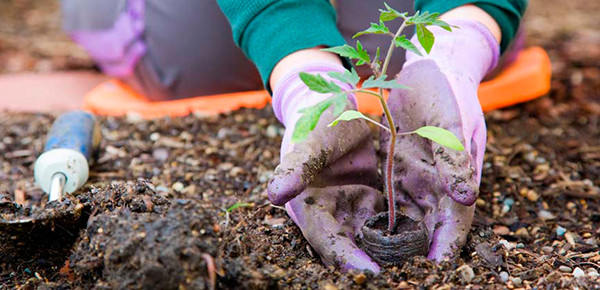 Cuide do Seu Jardim Com Um Kit Básico de Ferramentas de Jardinagem