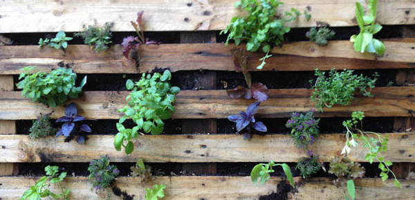 Inspiração, Jardim Vertical Feito de Paletes!