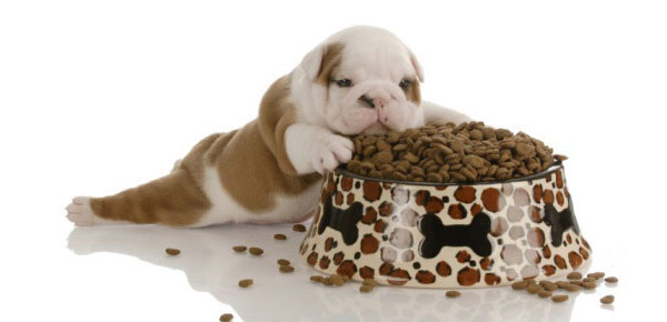 Comedouro Para Cachorro, Realize Já o Seu!