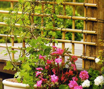 cerquinha-de-bambu