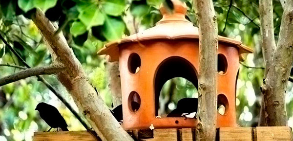 Aprenda a Construir Um Abrigo Para Pássaros!