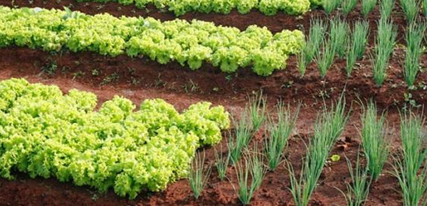 Confira Os 12 Passos Para Uma Horta Comunitária!