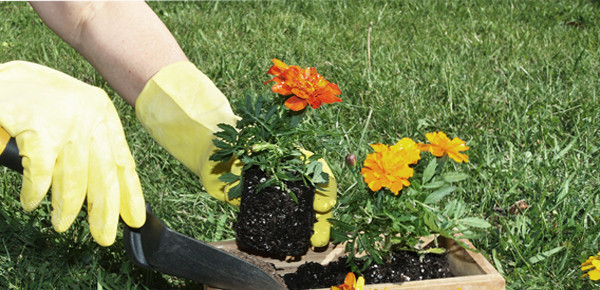 Dicas De Ferramentas Básicas Para Jardinagem!