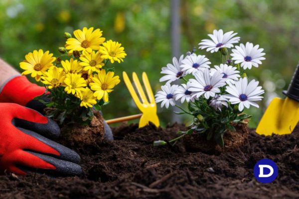 Uma pessoa cuidando de uma jardim com flores e ferramentas necessárias