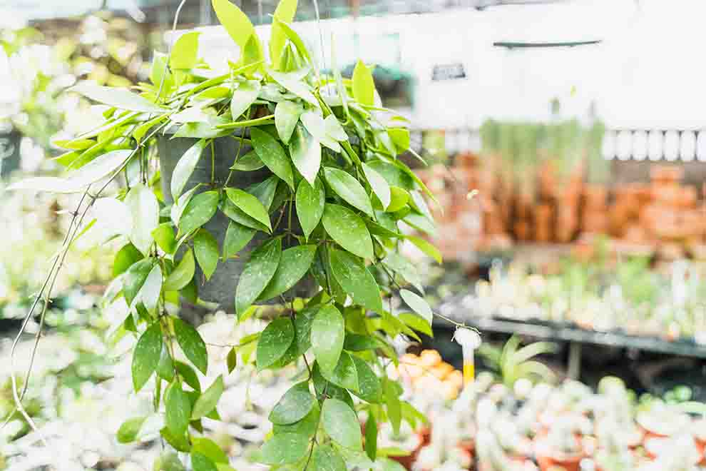 Plantas em um jardim