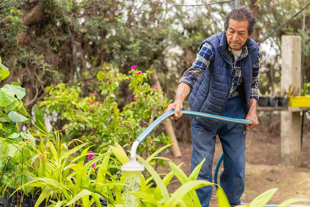 Pessoa irrigando a planta