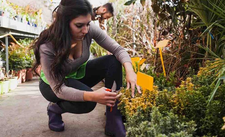 Cuidando do Jardim