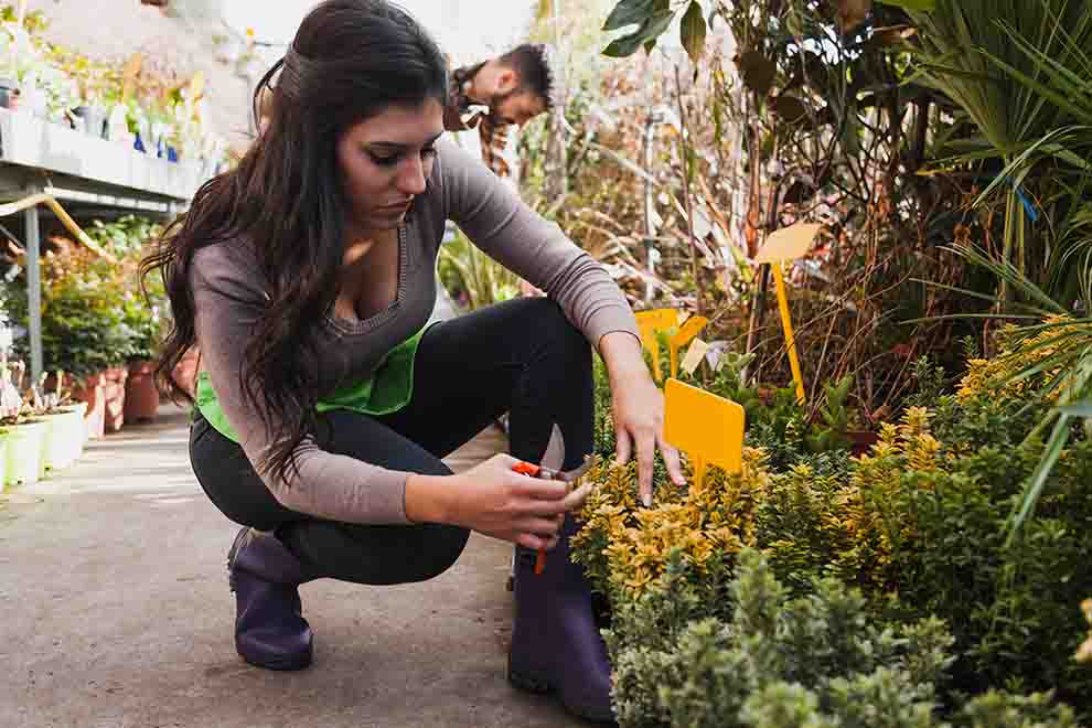 Dicas de jardinagem para iniciantes: guia prático e rápido