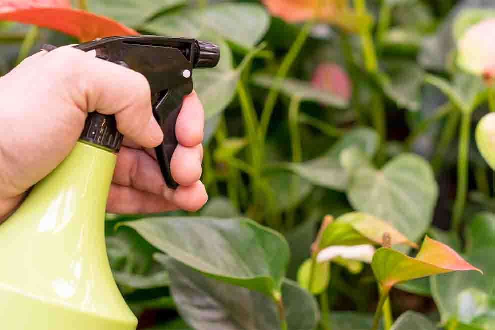 Pragas de jardim: como eliminar de maneira rápida e fácil